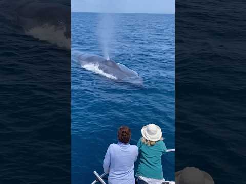 Encountering the Blue Whale, with Gone Whale Watching in San Diego! #natureshorts #whale #ocean