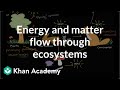 Ecosystem Energy and Matter Dynamics