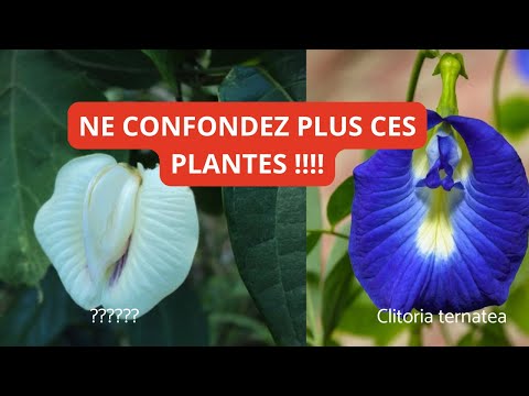 Centrosema pubescens : Cette plante à ne plus confondre avec la Clitoria !