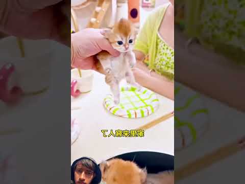 Aysa bhi ho tah h kya yrr #shortvideo #facts #facts #fact #youtubeshorts #gaming #amazingfacts