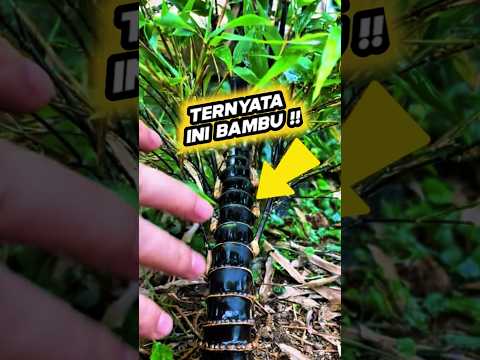 Pernah Lihat Bambu Seperti Ini? Asli atau Rekayasa genetik #halunik #crowntube ? 🌿🧐