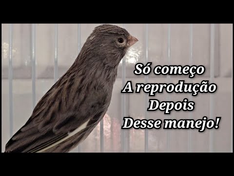 Só falta um manejo pra iniciar a reprodução 2025, e ter sucesso!