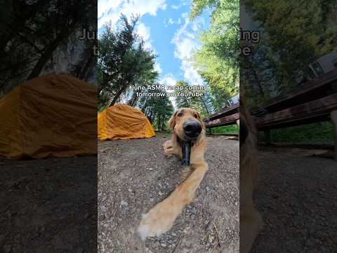 As requested no music, no fancy edits, just me and my adventures! 🐶#goldenretriever #asmr #dogs