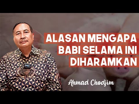 ALASAN MENGAPA BABI SELAMA INI DIHARAMKAN