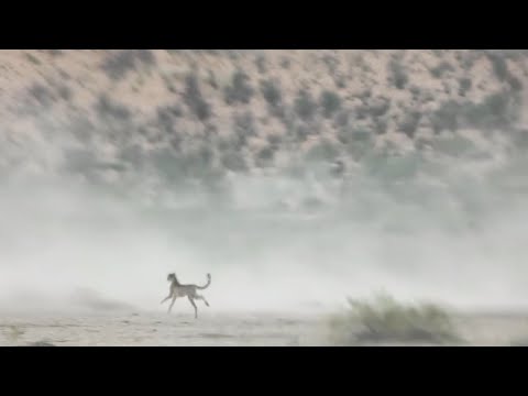 Ostrich outruns a cheetah