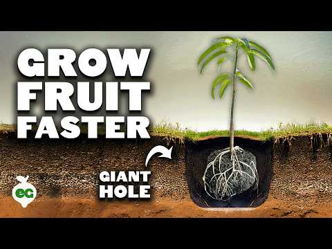 Grow Fruit Trees FASTER With The "Multi-Year Hole" 🌳