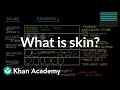 Exploring the Layers of the Epidermis