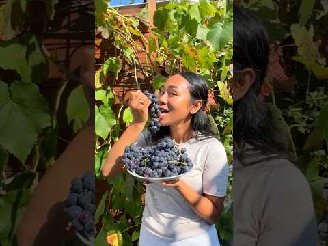 PANEN ANGGUR BIRU SUPER MANIS DI HALAMAN RUMAHKU