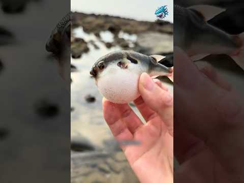 Con cá nóc này dùng để nhúng lẩu | Review bắt hải sản #short #reviewbathaisan #review