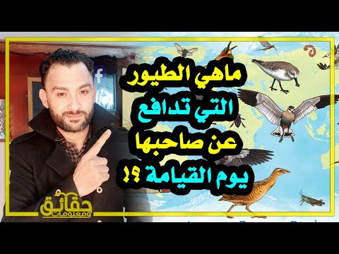 ما هي الطيور التي تدافع عن صاحبها يوم القيامة⁉️🤔