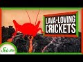 Lava Crickets and Extreme Environments