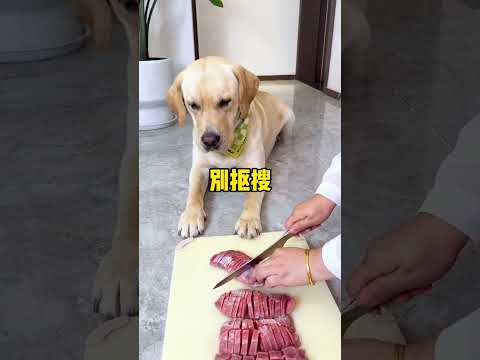 Cute Labrador Dog Guy is Very Romantic with Us Funnyhahaha ❤️️💙🌺💛#Crazy puppy #dog #pets  #labrador