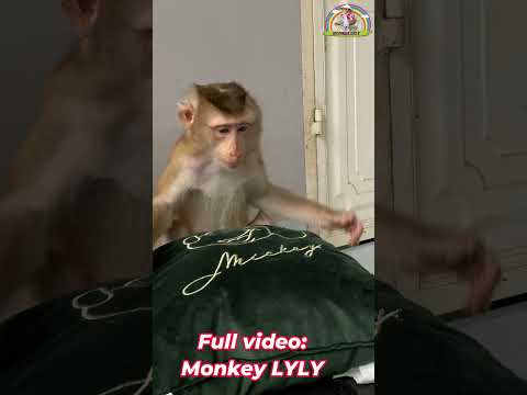 Monkey Lyly waits for her mother to come home. #shorts #monkey #youtubeshorts #viralshort