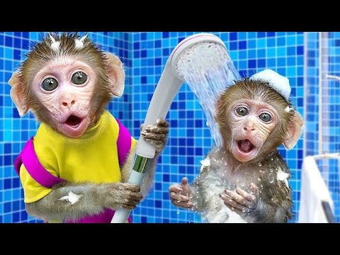 Monkey baby Shark | Animals Life  #monkeybabyshark #monkeybaby #animalsmart