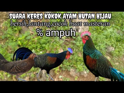 KOKOK AYAM HUTAN HIJAU || Jernih lantang,cocok untuk masteran % Ampuh bkin dia datang,