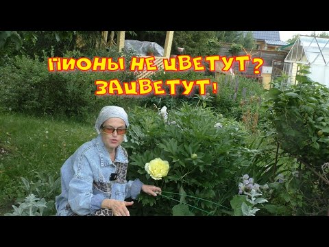 Почему не цветут пионы?