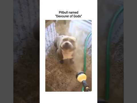 Pitbull named "Devourer of Gods":