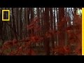 Understanding Crown Fire Experiments