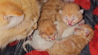 Пикселюша сегодня весь день с Семьёй 😻❤️😽🍼🐈🐈🐈🐈🐈