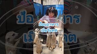 ป้อนหนอนไหมให้ เมียร์แคต น่ารักมาก
