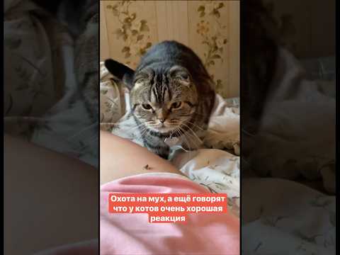 Охота на мух, а ещё говорят что у котов очень хорошая реакция #веселыекоты #юмор