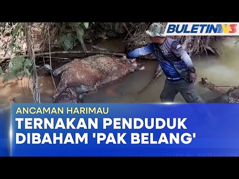 ANCAMAN HARIMAU | 'Pak Belang' Baham Ternakan Penduduk, PERHILITAN Pasang Jerat