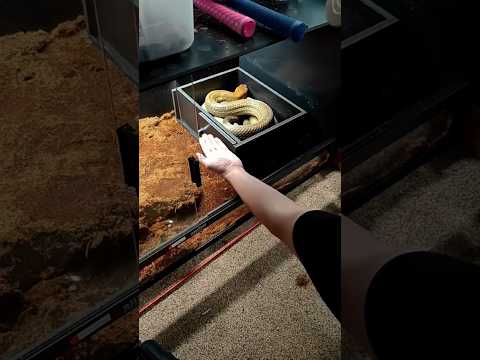 My Huge Young King Cobra