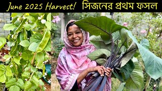 ঠান্ডারদেশে  জুন মাসেই শিম করলা সহ বাগান থেকে কত কিছু হারভেস্ট করলাম