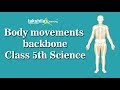 Understanding the Backbone