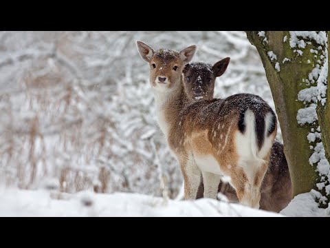 Beautiful Relaxing Music, Peaceful Soothing Instrumental Music, in 4k &quot;Winter Wildlife&quot; by Tim Janis