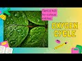 Understanding the Oxygen Cycle