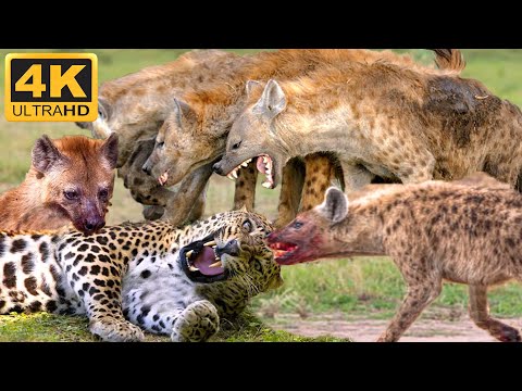 The Cheetah's Misery: Losing Its Prey and Facing Peril from a Fierce Hyena Pack