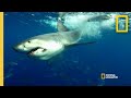Shark Deterrents and Human Safety