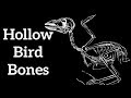 Bird Bone Structure and Function