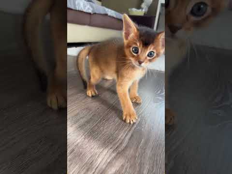 Little Tail Flicks Up Big Trouble#cat #catsoftiktok #catlover #funny #funnyvideos #foryou #fypage