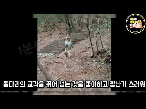 17km를 달려오는 장애 원숭이, 그의 감동적인 생존 이야기 #장애원숭이 #감동스토리