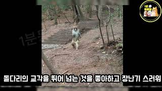 17km를 달려오는 장애 원숭이, 그의 감동적인 생존 이야기 #장애원숭이 #감동스토리