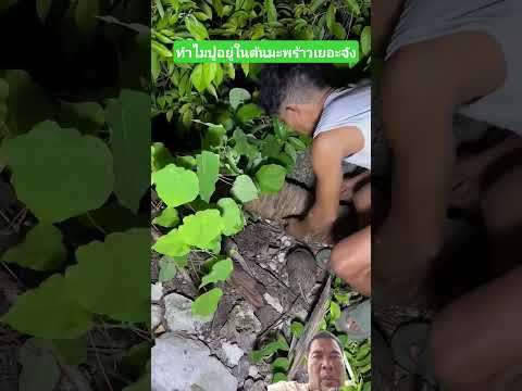 ทำไมปูเข้าไปในต้นมะพร้าวเยอะจัง