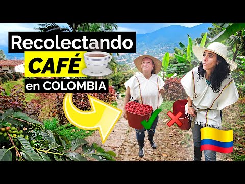 Así es una FINCA CAFETERA en MEDELLÍN, COLOMBIA ☕ | TOUR de CAFÉ