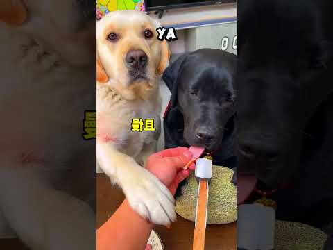 Cómo Perder La Confianza De Tu Mascota En 10 Segundos.