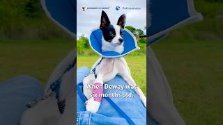 Poor Dewey the puppy broke his leg!