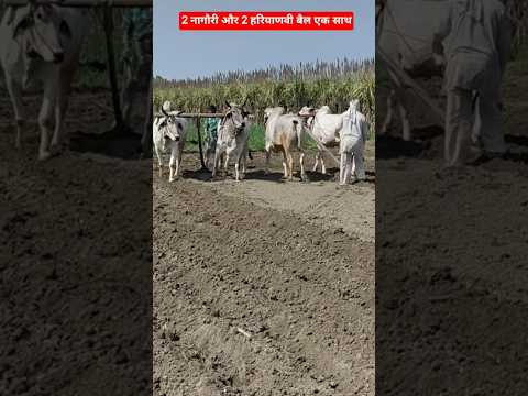 2 नागौरी और 2 हरियाणा नस्ल के बैल एक साथ खेत कमाई करते हुए👌 #ox #farming #reels #ytshorts #village