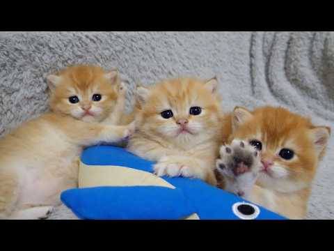 Three Charo kittens relaxing side by side.