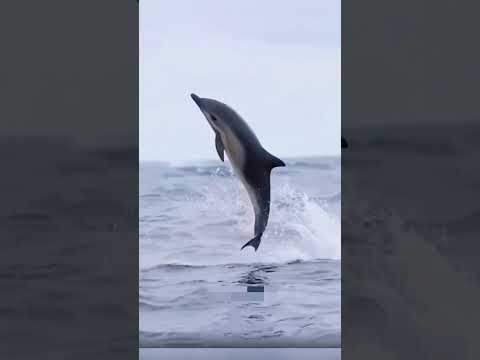 Dolphin🐬🐬 #shorts