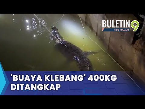 Si Buaya Klebang Akhirnya Terjerat