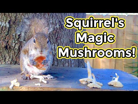 Squirrels Love Mushrooms