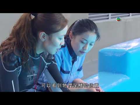 職場制勝 20180413 海豚訓練員 - YouTube