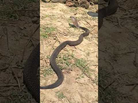 Cobra Sanke video #vlog #snake #cobra #kingcobra #animal #cobras #kingsnake #fishing