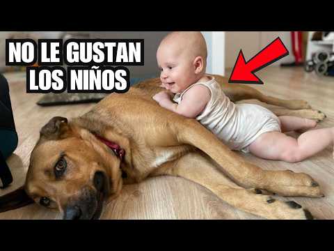 10 PERROS QUE NO SON PARA NIÑOS 🚫👦👶👧