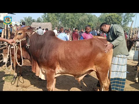 @ আজ সোমবার ২৩ ডিসে"২৪|| হাট সেরা খামার উপযোগী ষাঁড় গরুর কেনা-বেচা আমবাড়ী হাটে|| দিনাজপুর||